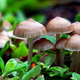 Illustration for article titled Why are mushrooms more like humans than they are like plants?